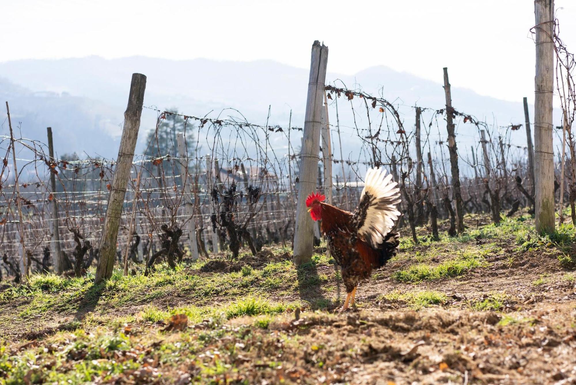 בית הארחה סנטו סטפאנו בלבו 	Vigne Di Fagnano 1709 Eco Relais מראה חיצוני תמונה